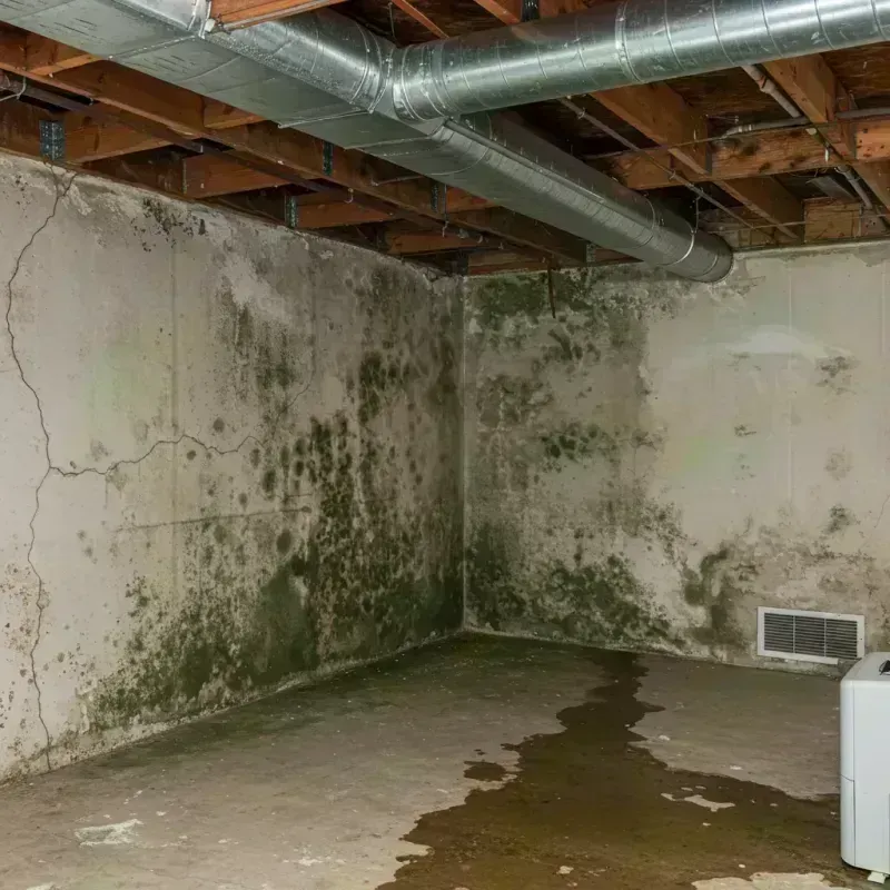 Professional Mold Removal in Burr Ridge, IL